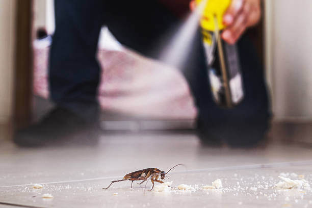 Best Insect Control  in Greenport West, NY
